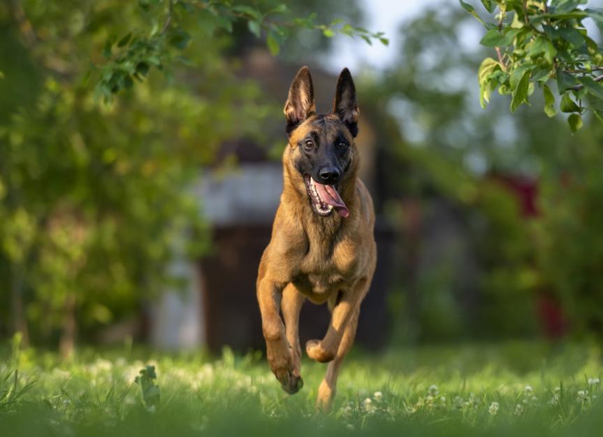 5 Things You Must Never Do to Your Belgian Malinois 