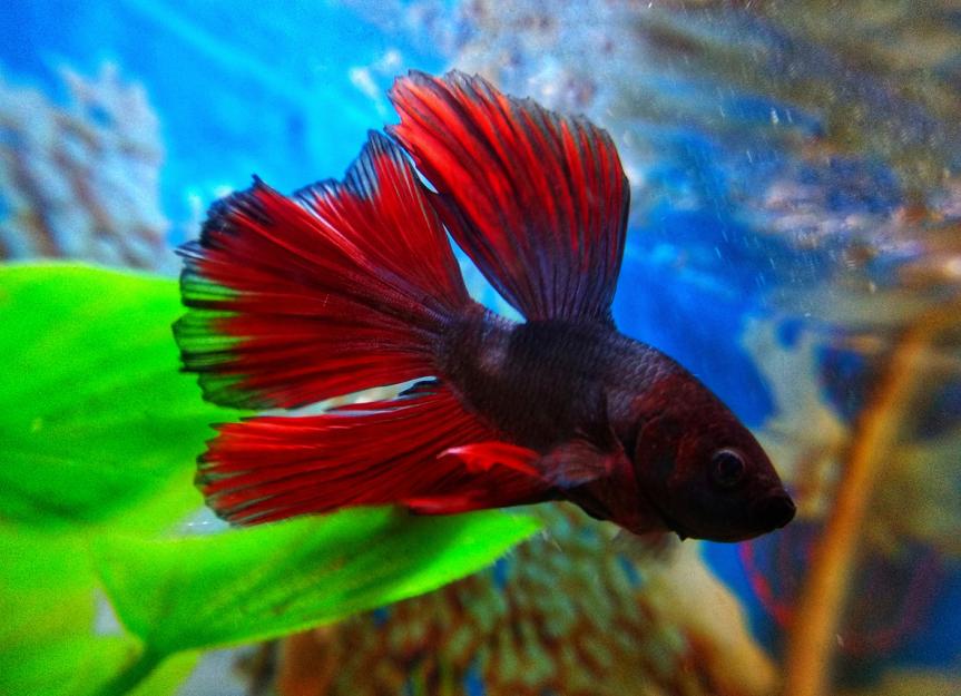 How to Take Care of a Betta Fish