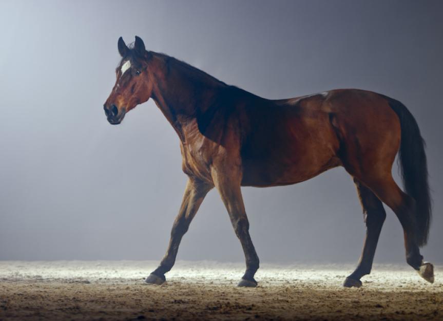 Exertional Rhabdomyolysis in Horses