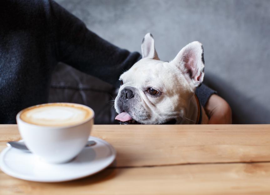 狗狗能喝咖啡吗?