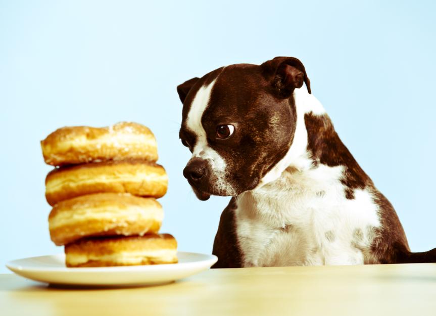 狗能吃糖吗?