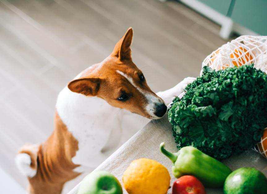 狗狗可以吃什么蔬菜?