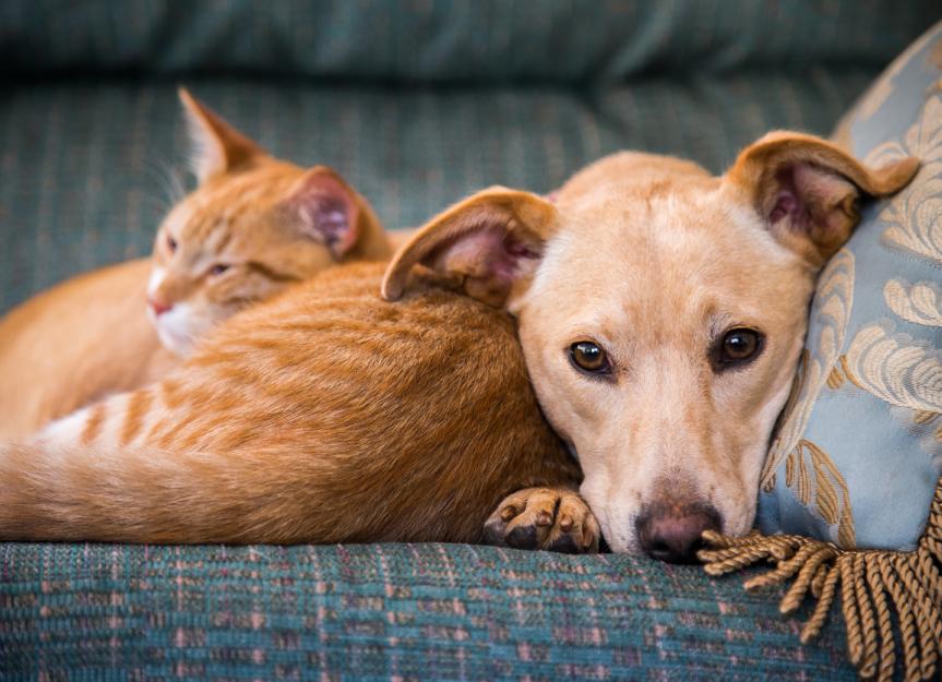 Arthritis Pet Care: How to Help with Mobility & Comfort