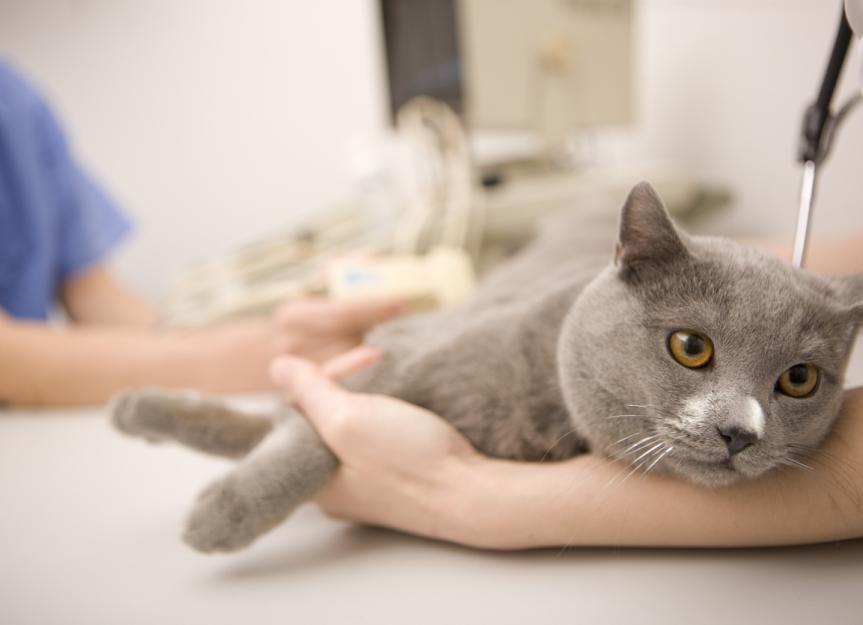 feline-audiogenic-reflex-seizures-fars-petmd