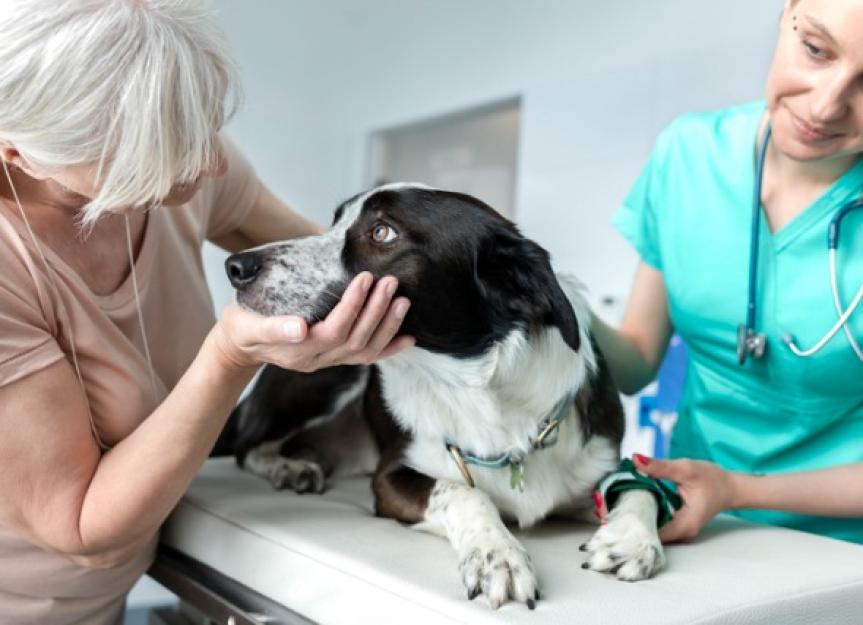 What's the Cost for Euthanizing a Dog or Cat?