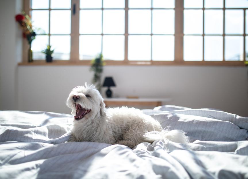 Why Is My Dog Coughing? PetMD