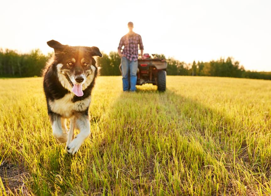 Ivermectin Toxicity in Dogs PetMD