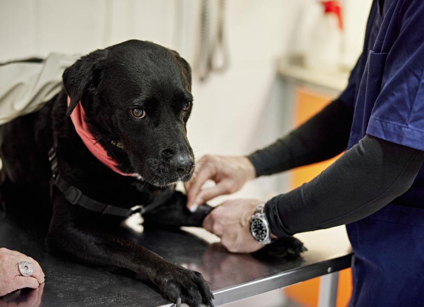 Elbow Dysplasia in Dogs | PetMD