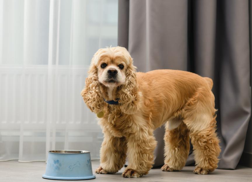 Fats for Dogs | PetMD
