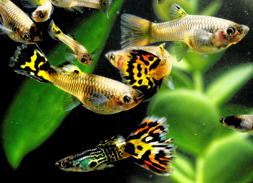aggressive freshwater pet fish