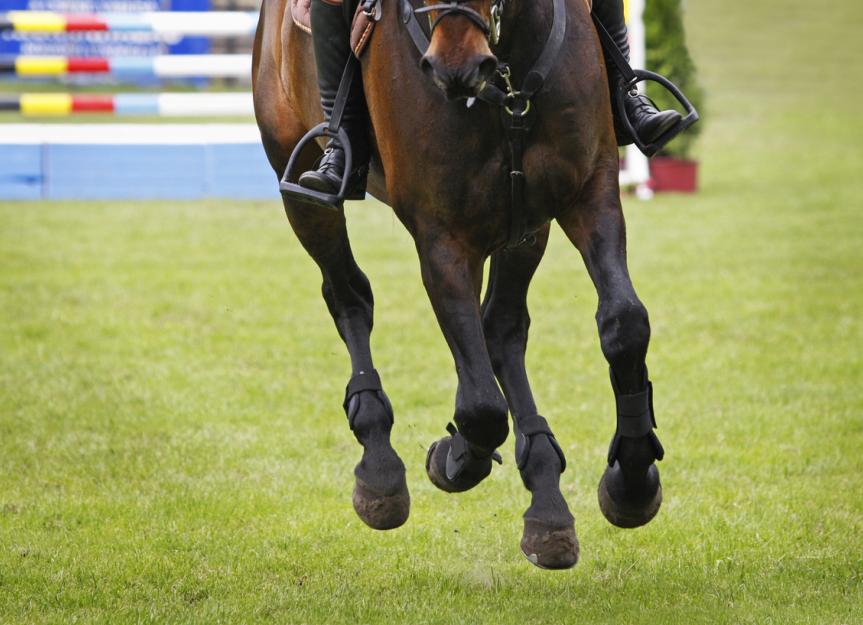 Chronic Inflammation in Horses PetMD