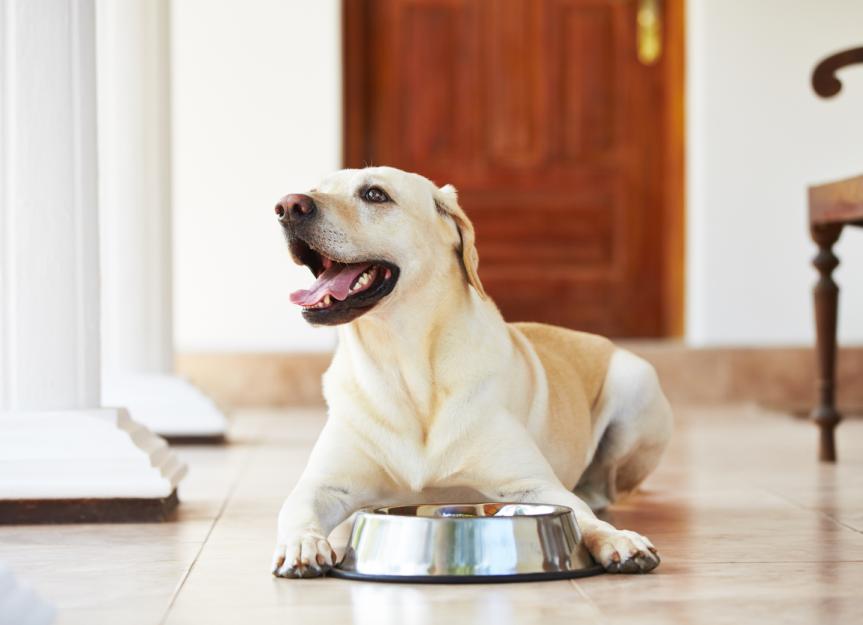 How to Switch Your Dog's Food