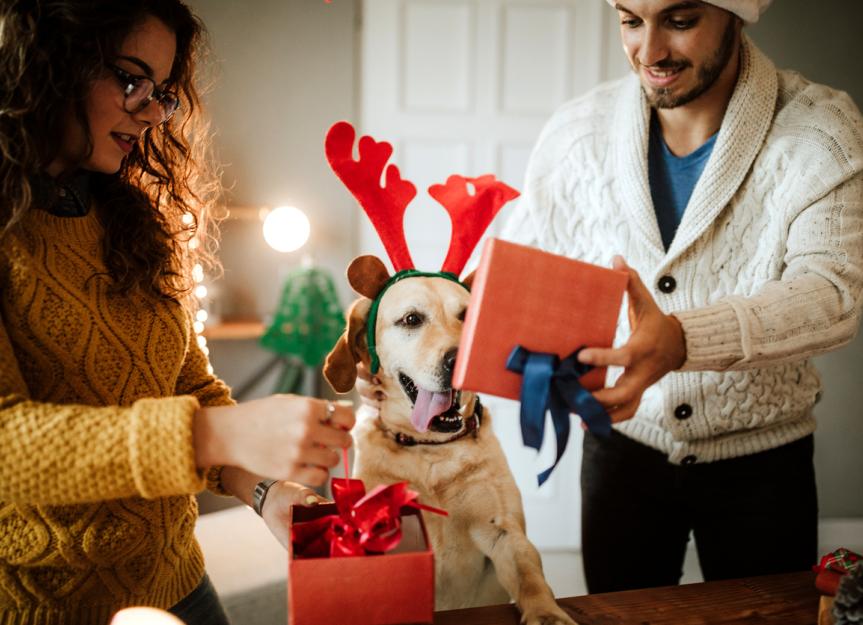 5 Reasons to Foster a Pet During the Holidays