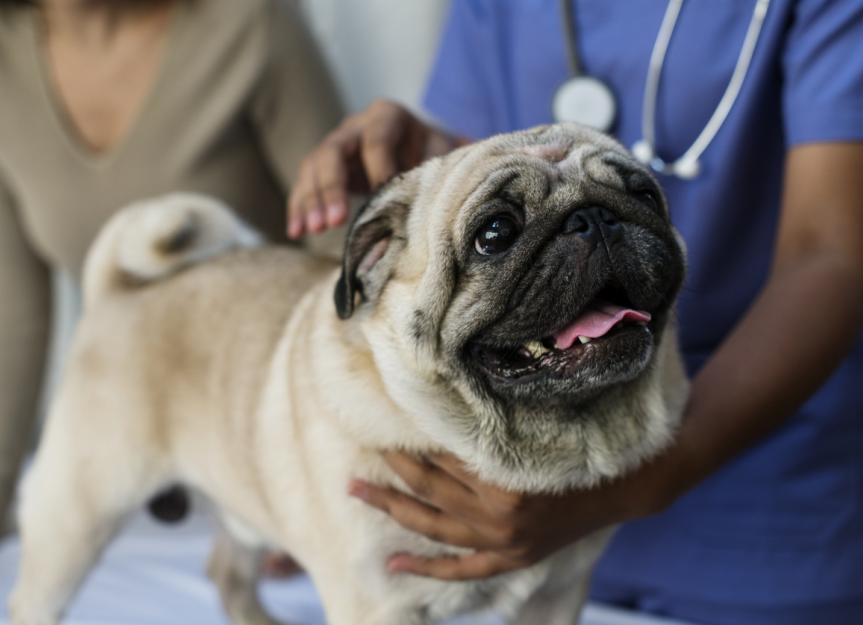 are warts on dogs dangerous