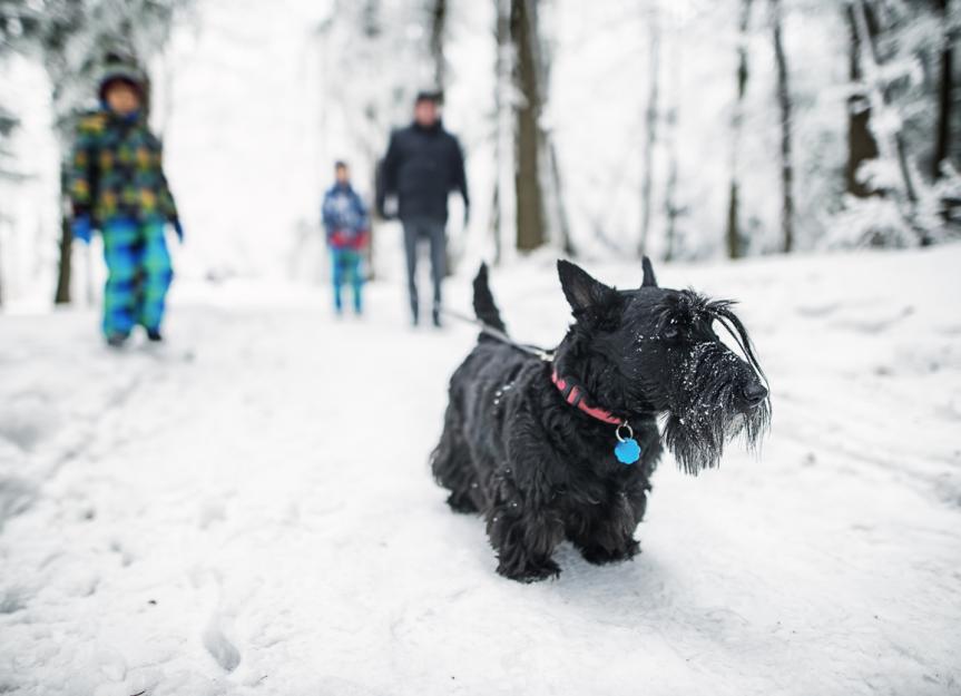 How To Protect Dog Paws in Winter