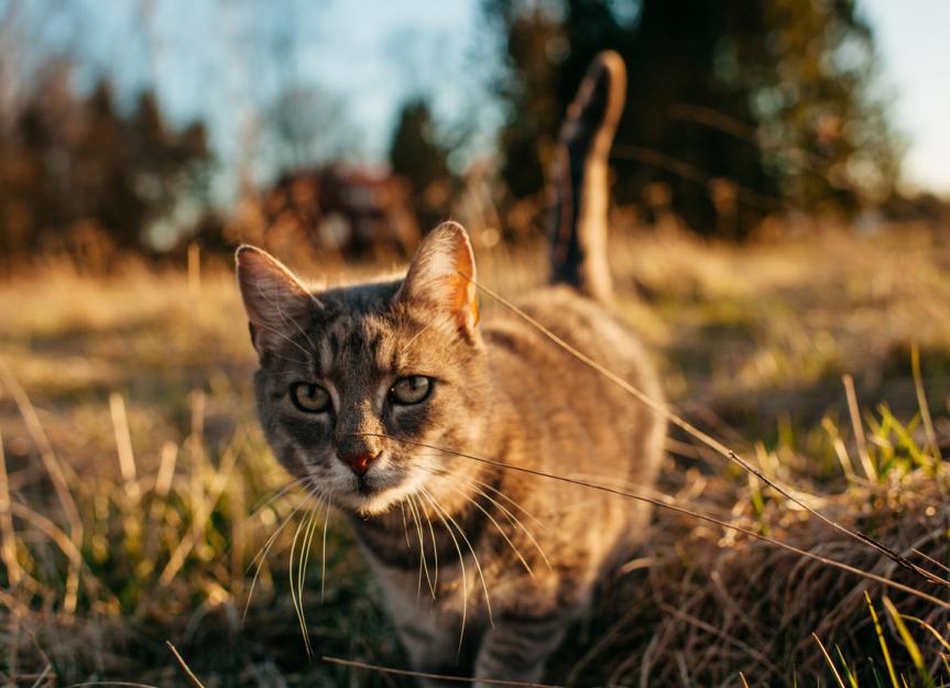Coccidioidomycosis in Cats
