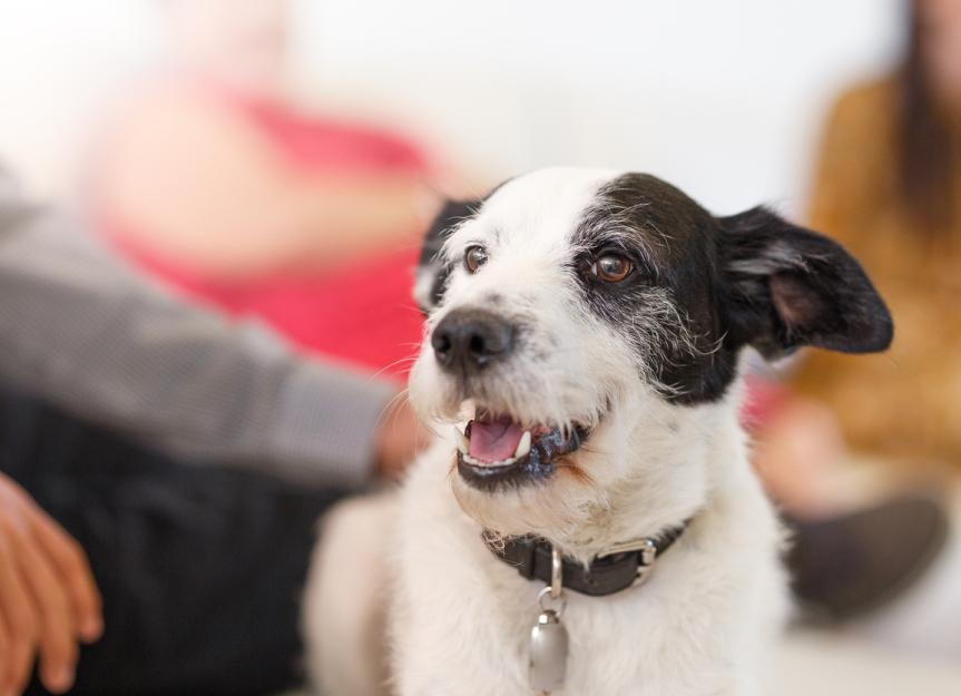 Tylenol Toxicity in Dogs | PetMD