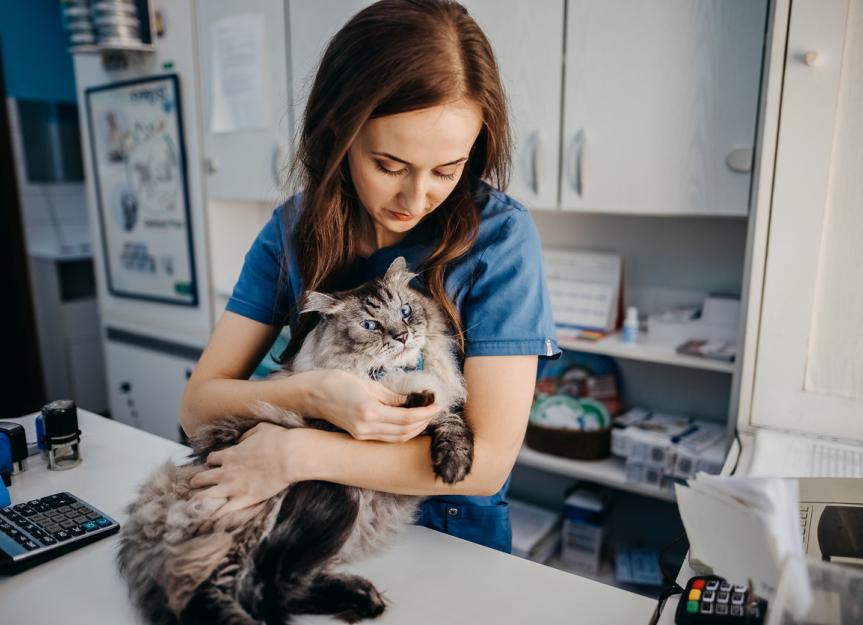 When to Put a Cat With Hyperthyroidism to Sleep PetMD