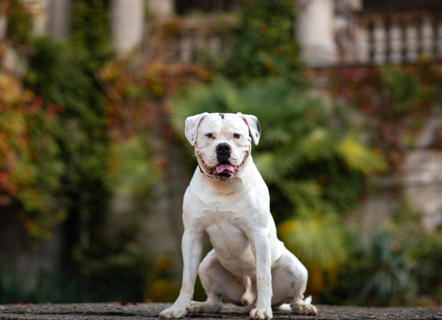 American Bulldog Dog Breed Health and Care