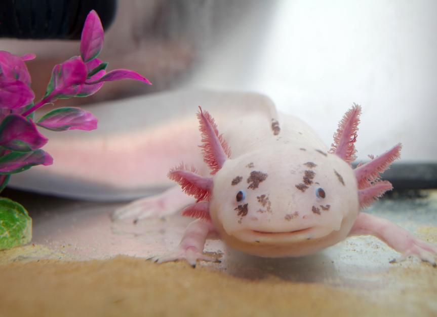 Do pink axolotls exist?