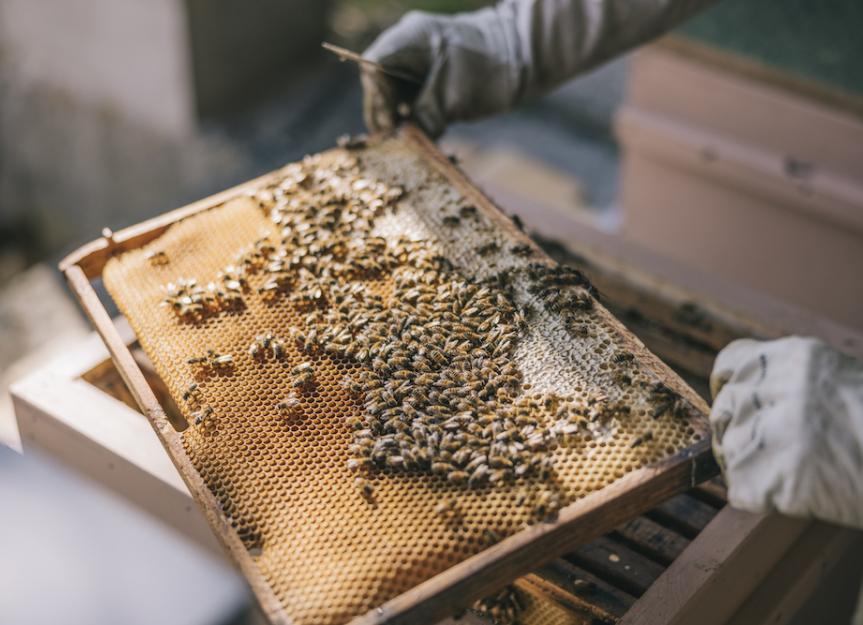 Beekeeping 101 | PetMD