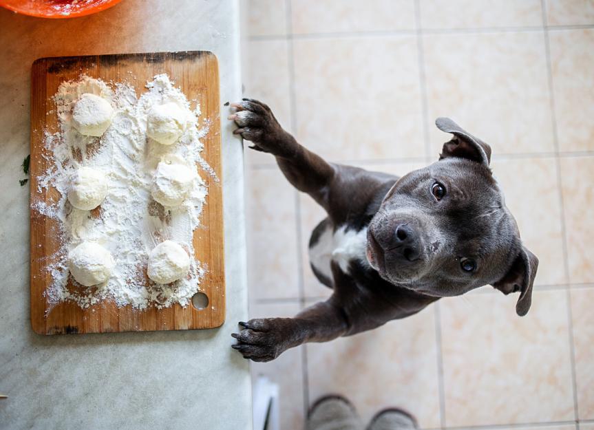 Les chiens peuvent-ils manger du pain?