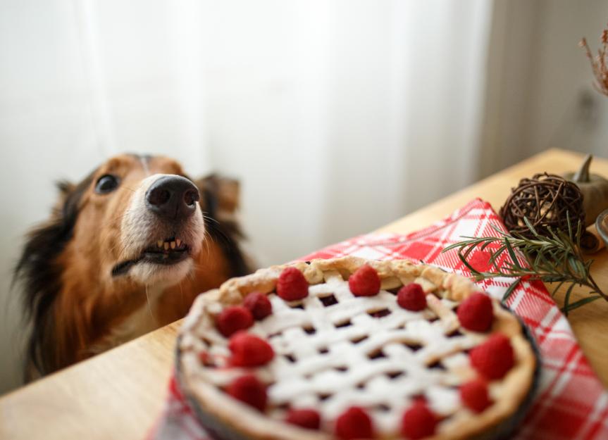 狗能吃树莓吗?