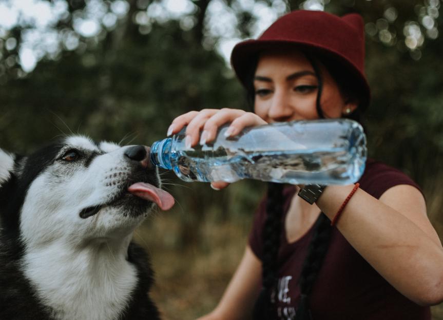 how do i get my puppy to drink water