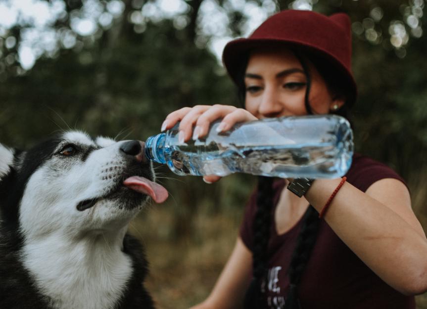 Why Is My Dog Drinking a Lot of Water? PetMD
