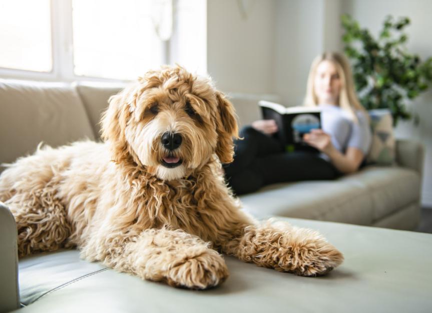 Goldendoodle Dog Breed Characteristics & Information – Calming Dog