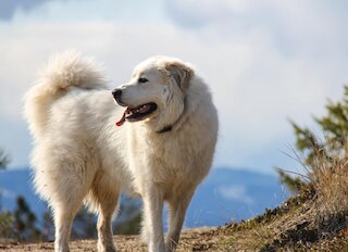 Bandiera Da Giardino Great Pyrenees - Doppia Faccia 27,9x38,1 Cm - Resistente Alle Intemperie - Prodotta In USA