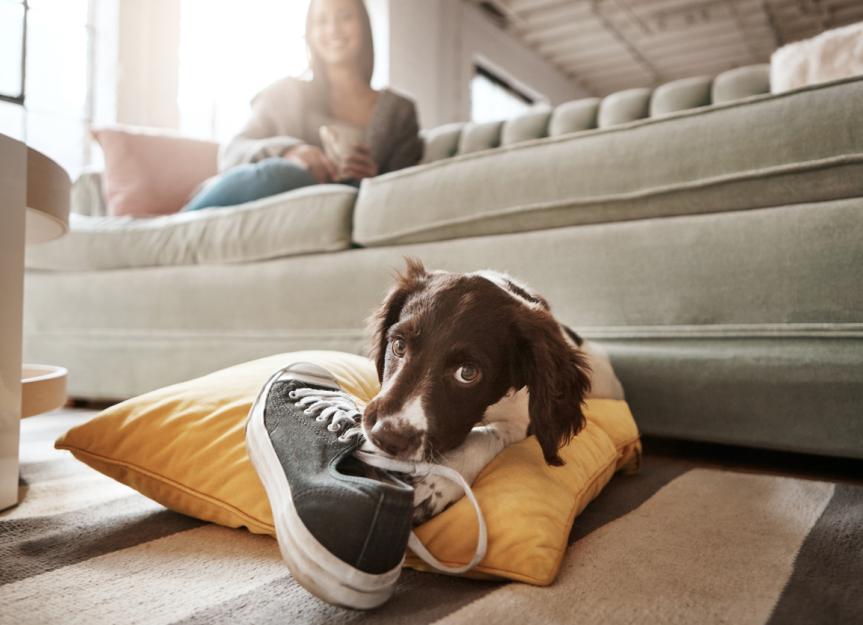 How to Stop a Puppy From Chewing Everything in Sight PetMD