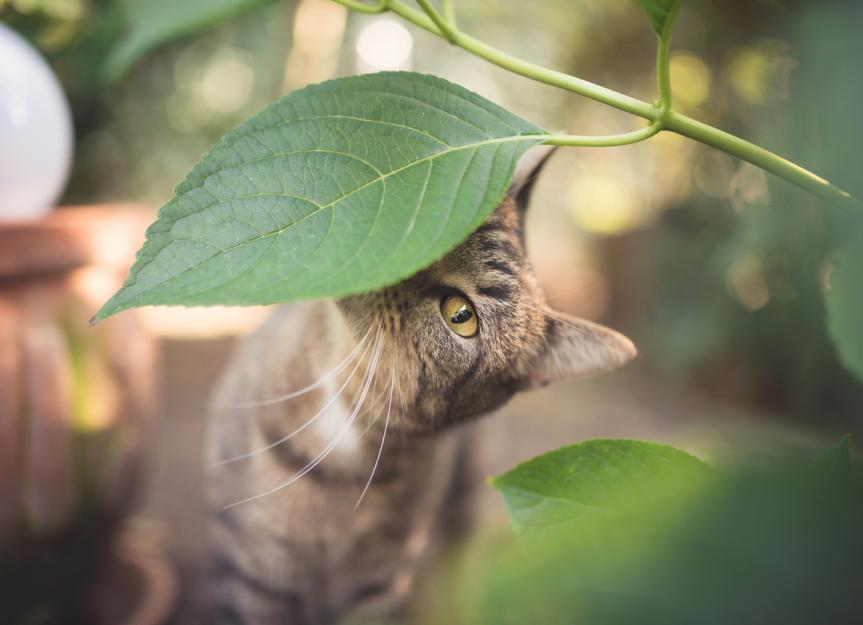 Garden Plant Toxicity in Cats
