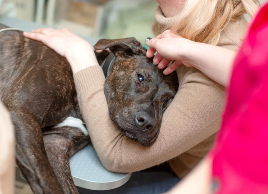 Suffocation in Dogs PetMD