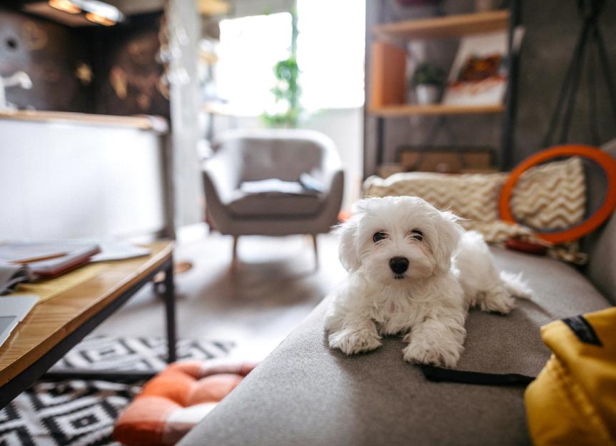 Cannabis Toxicity in Dogs | PetMD