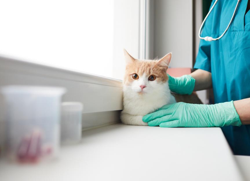 Kidney Failure In Cats