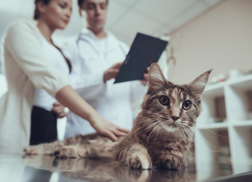 放射性碘治疗猫甲状腺机能亢进