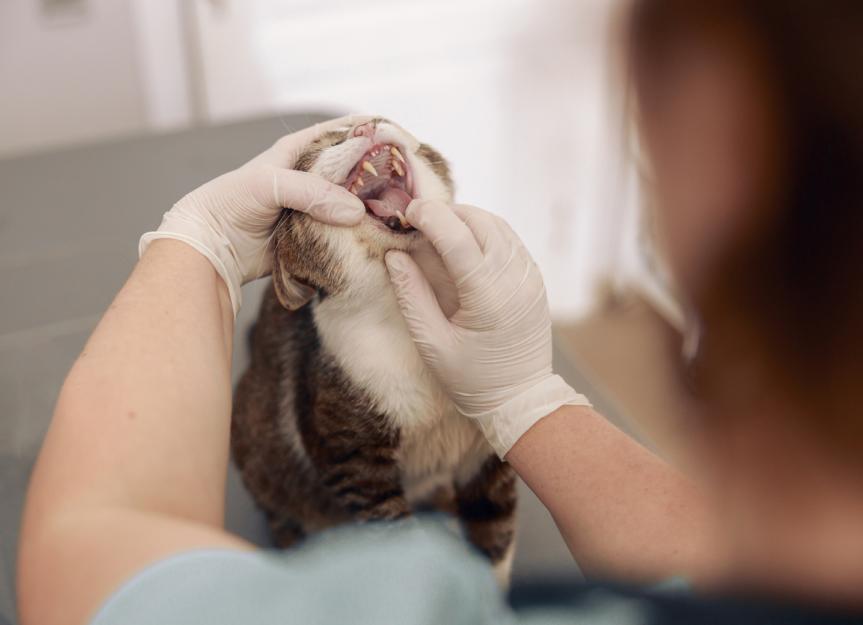 Mouth Ulcers in Cats