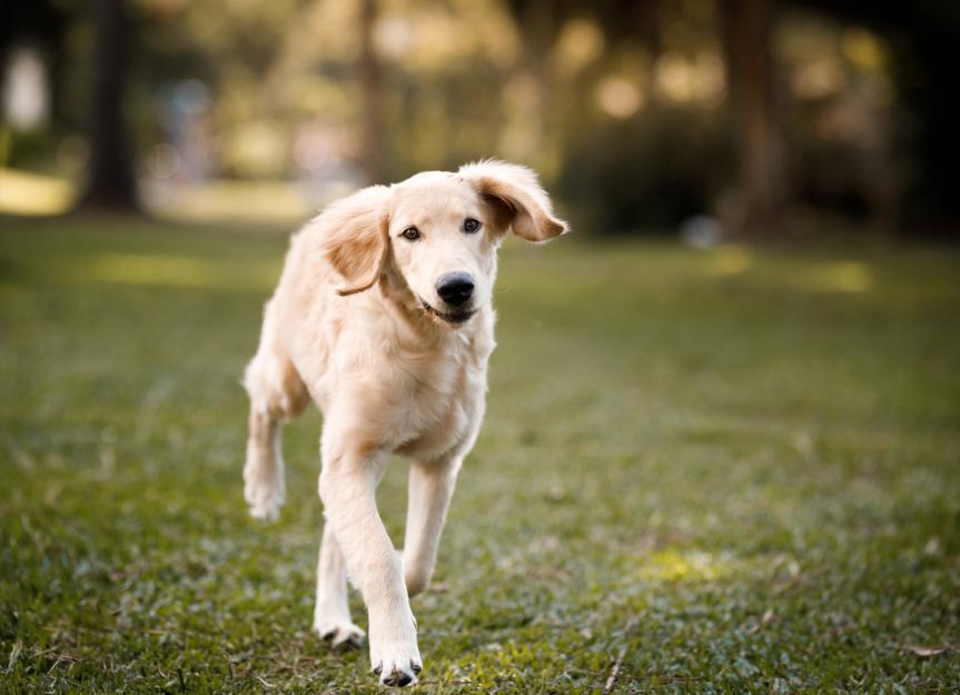 new-puppy-care-6-12-months-petmd