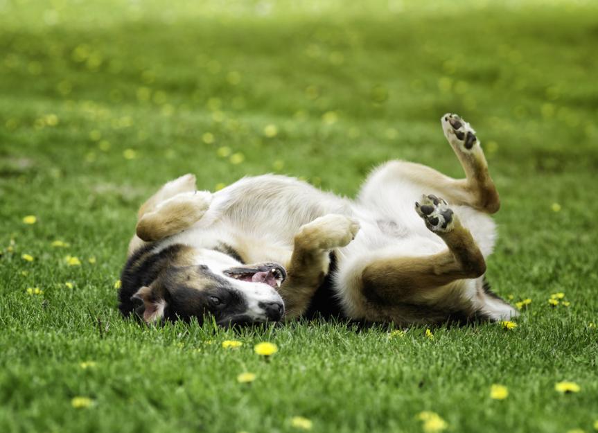 Why Do Dogs Roll on Dead Animals?
