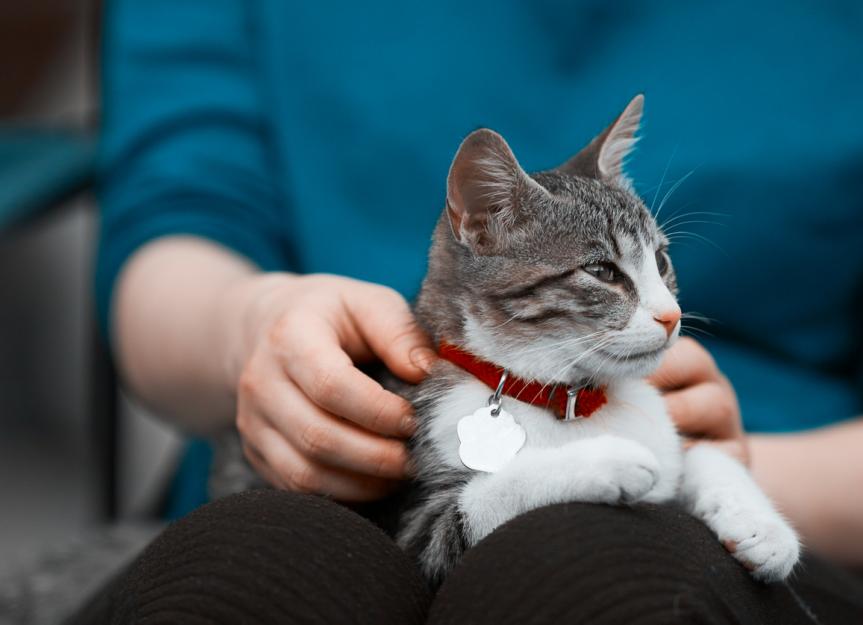 How Do You Know When To Euthanize Your Cat With Kidney Failure