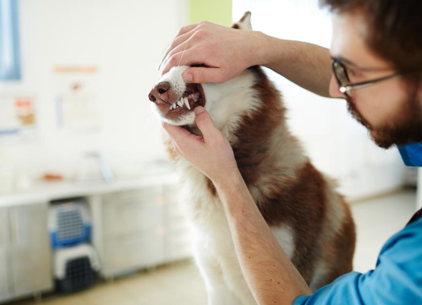 Oral Masses in Dogs