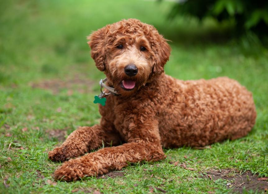 what poodle for labradoodle?