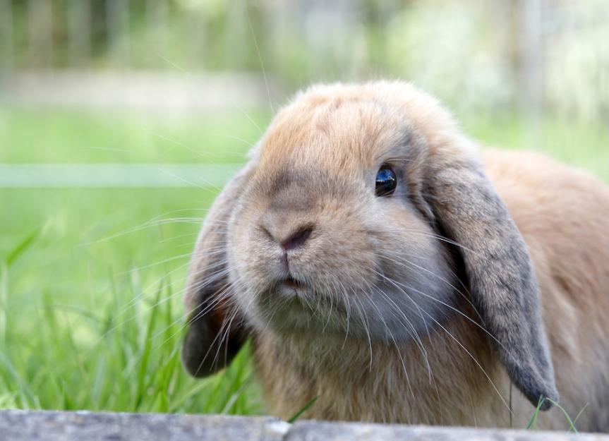 Pododermatitis in Rabbits