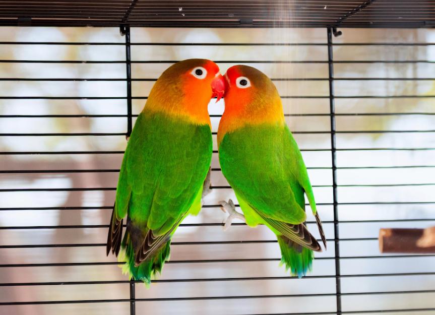 Can Lovebirds Coexist With Other Birds?