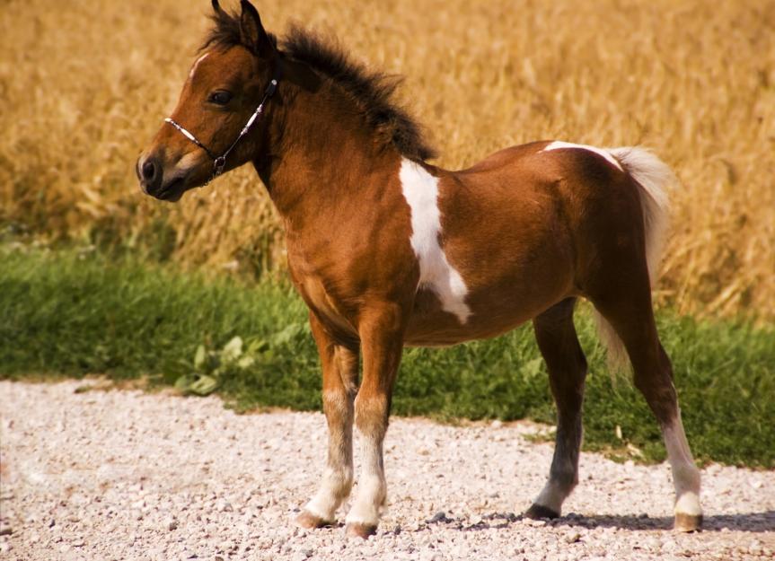 American Miniature Horse PetMD