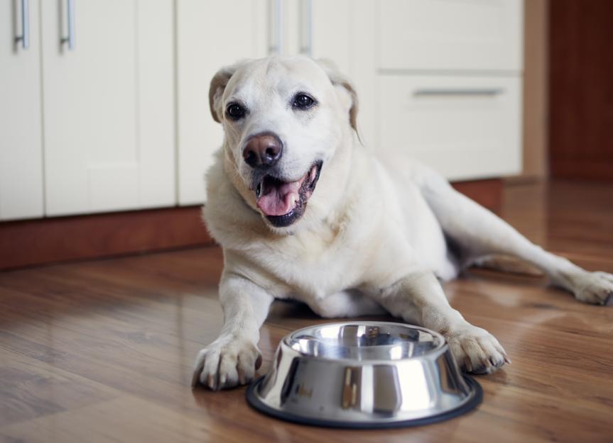 你应该给你的宠物喂食处方狗粮吗?这是一个好主意