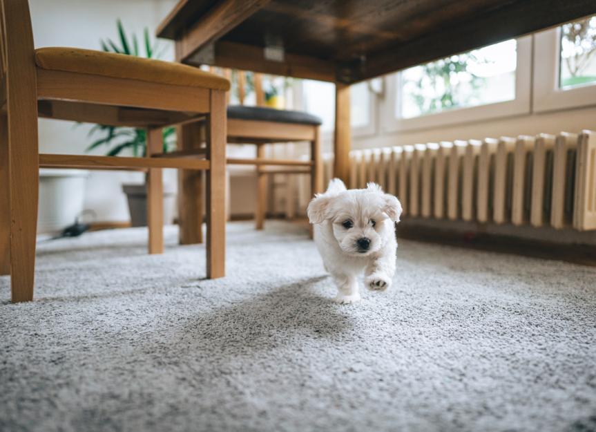 dog electrocution experiment