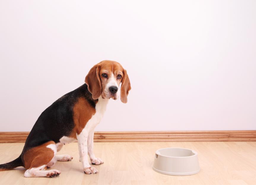 What to Know About Feeding Dogs With Diabetes
