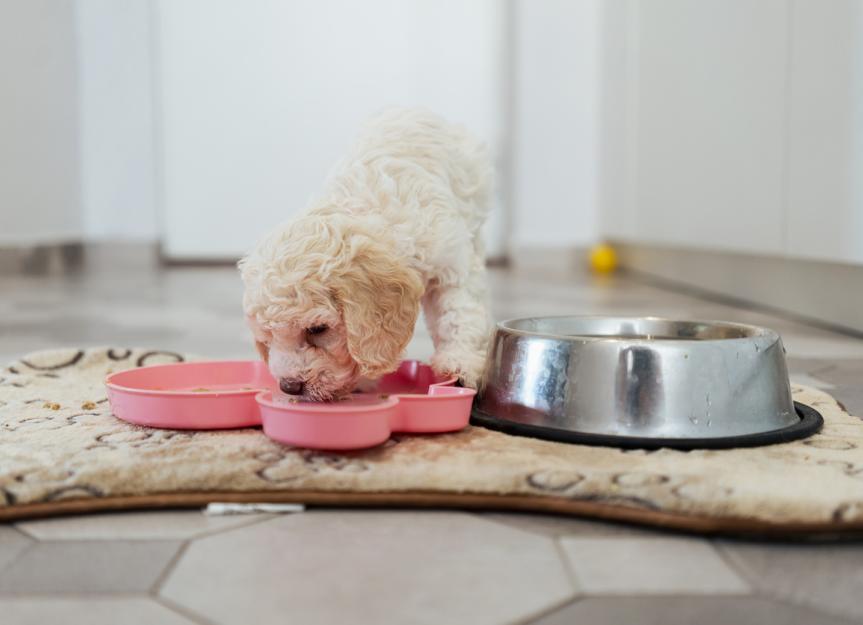 How To Choose the Right Food for Your Puppy
